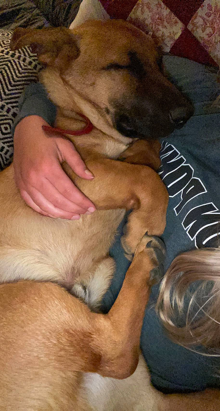 Homer is registered to the contest to win money with this photo: canidae, carnivore, comfort, companion_dog, dog, dog_breed, fawn, flesh, foot, fur, gesture, human_leg, mammal, nap, non_sporting_group, paw, snout, sporting_group, watch, wrinkle