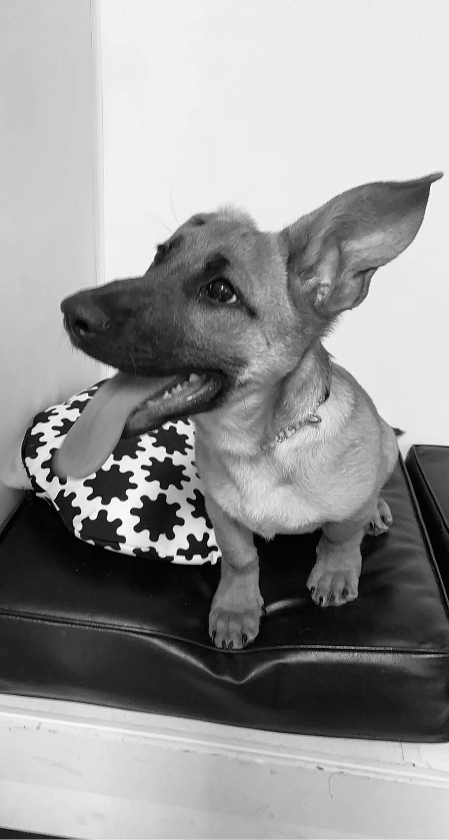 Homer joined the competition — help win amazing prizes! canidae, carnivore, companion_dog, dog, dog_breed, dog_supply, fawn, mammal, monochrome, monochrome_photography, paw, pet_supply, sitting, snout, sporting_group, still_life_photography, style, toy_dog, whiskers, working_animal