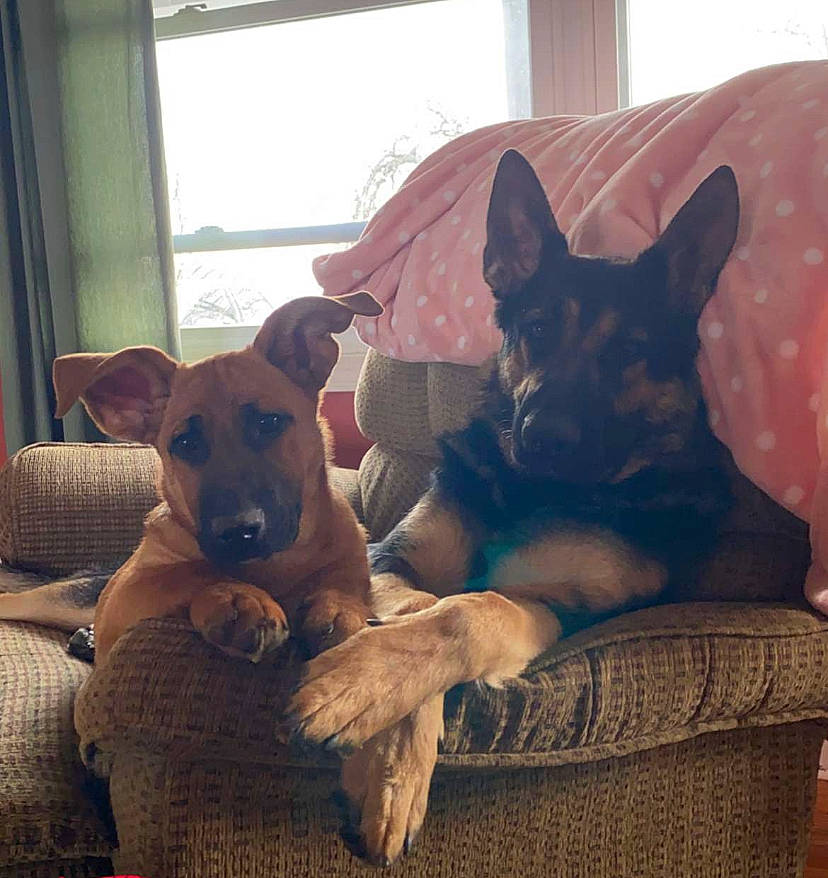 Homer is registered to the contest to win money with this photo: canidae, carnivore, comfort, companion_dog, couch, curtain, dog, dog_breed, ear, fawn, furniture, lap, living_room, sitting, snout, sporting_group, vertebrate, whiskers, window, working_animal