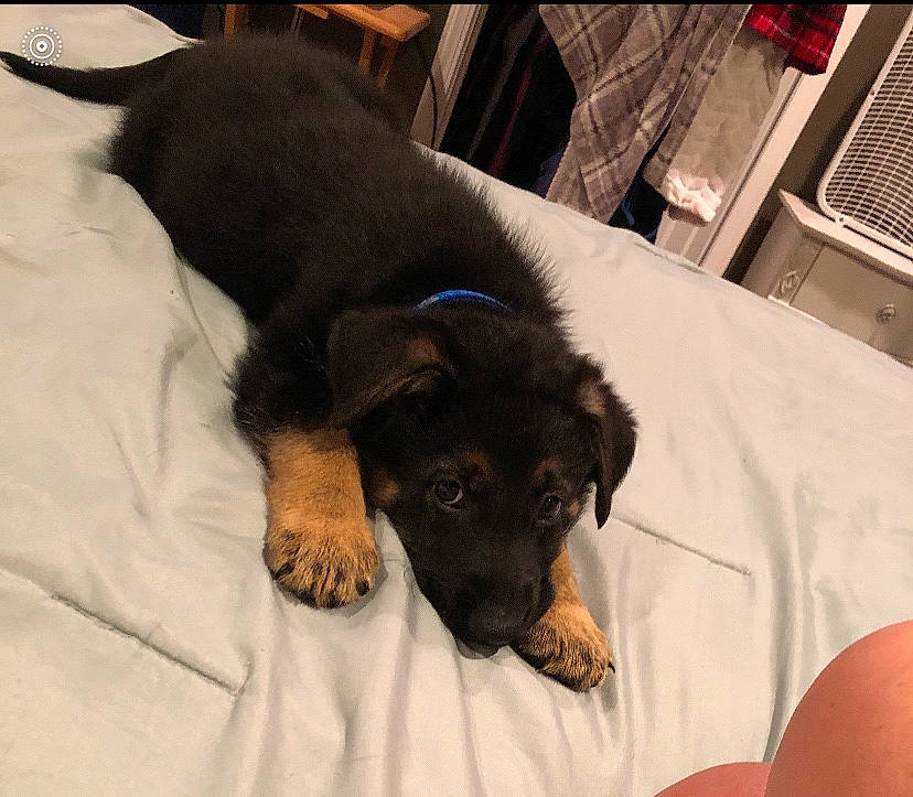 Oakley joined the competition — help win amazing prizes! bed, canidae, carnivore, comfort, companion_dog, dog, dog_breed, ear, fur, guard_dog, linens, nap, paw, rottweiler, snout, sporting_group, tail, terrestrial_animal, tints_and_shades, working_animal