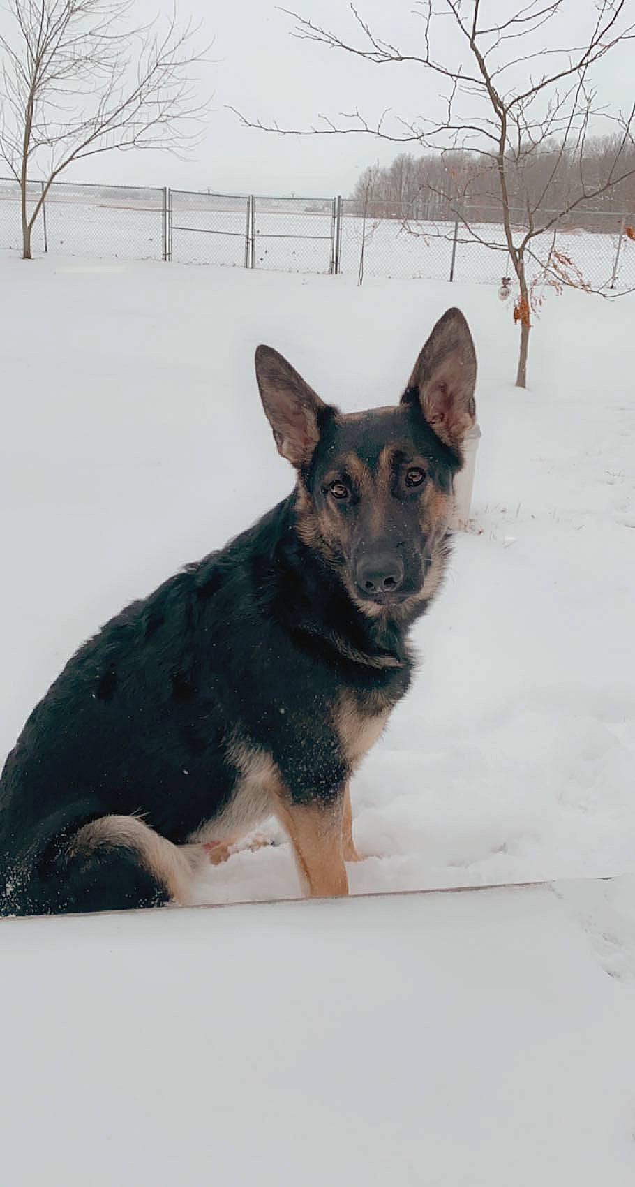 Oakley is registered to the contest to win money with this photo: canidae, carnivore, dog, dog_breed, east_european_shepherd, fawn, fence, freezing, fur, guard_dog, herding_dog, snout, snow, sporting_group, winter, working_animal, working_dog
