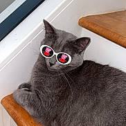 Rockie joined the competition — help win amazing prizes! accessory, animal, cartoon_reflection, cat, cute, feline, funny, fur, gray_cat, indoor, peppa_pig, pet, reflection, relaxed, resting, stairs, sunglasses, whiskers, white_sunglasses, wooden_stairs