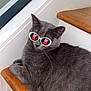 accessory, animal, cartoon_reflection, cat, cute, feline, funny, fur, gray_cat, indoor, peppa_pig, pet, reflection, relaxed, resting, stairs, sunglasses, whiskers, white_sunglasses, wooden_stairs