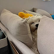 Grizz joined the competition — help win amazing prizes! comfy, couch, cozy, cushions, cute, dog, fluffy, furniture, hidden, home, indoor, living_room, peeking, pet, relaxing, resting, small_dog, snuggled, soft_texture, white_dog