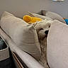 dog, fluffy, white_dog, couch, cushions, indoor, cozy, peeking, soft_texture, home, pet, relaxing, furniture, living_room, cute, small_dog, resting, snuggled, hidden, comfy