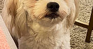 Grizz joined the competition — help win amazing prizes! dog, white_dog, fluffy, curly_fur, indoor, carpet, pet, cute, small_dog, animal, companion, looking_up, face, ears, nose, fur, floor, chair, curious, calm