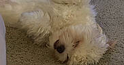 Grizz joined the competition — help win amazing prizes! animal, carpet, cozy, curly_fur, cute, dog, domestic, fluffy, fur, indoors, laying, mammal, nose, paw, peaceful, pet, relaxed, resting, sleeping, white