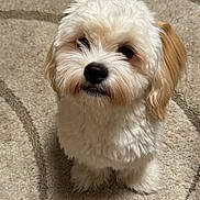 Grizz is registered to the contest to win money with this photo: dog, puppy, fluffy, white, tan, carpet, indoor, pet, cute, fur, sitting, looking_up, adorable, animal, companion, small_dog, face, nose, ears, home