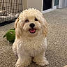 Grizz is registered to the contest to win money with this photo: dog, puppy, fluffy, carpet, indoor, pet, smiling, toy, crate, happy, cute, fur, animal, mammal, canine, domestic, companion, playful, sitting, room