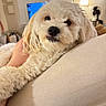 Grizz is registered to the contest to win money with this photo: dog, white_dog, fluffy, couch, indoor, lamp, fan, cozy, pet, relaxed, fur, close_up, living_room, comfort, domestic_animal, canine, resting, home, portrait, animal