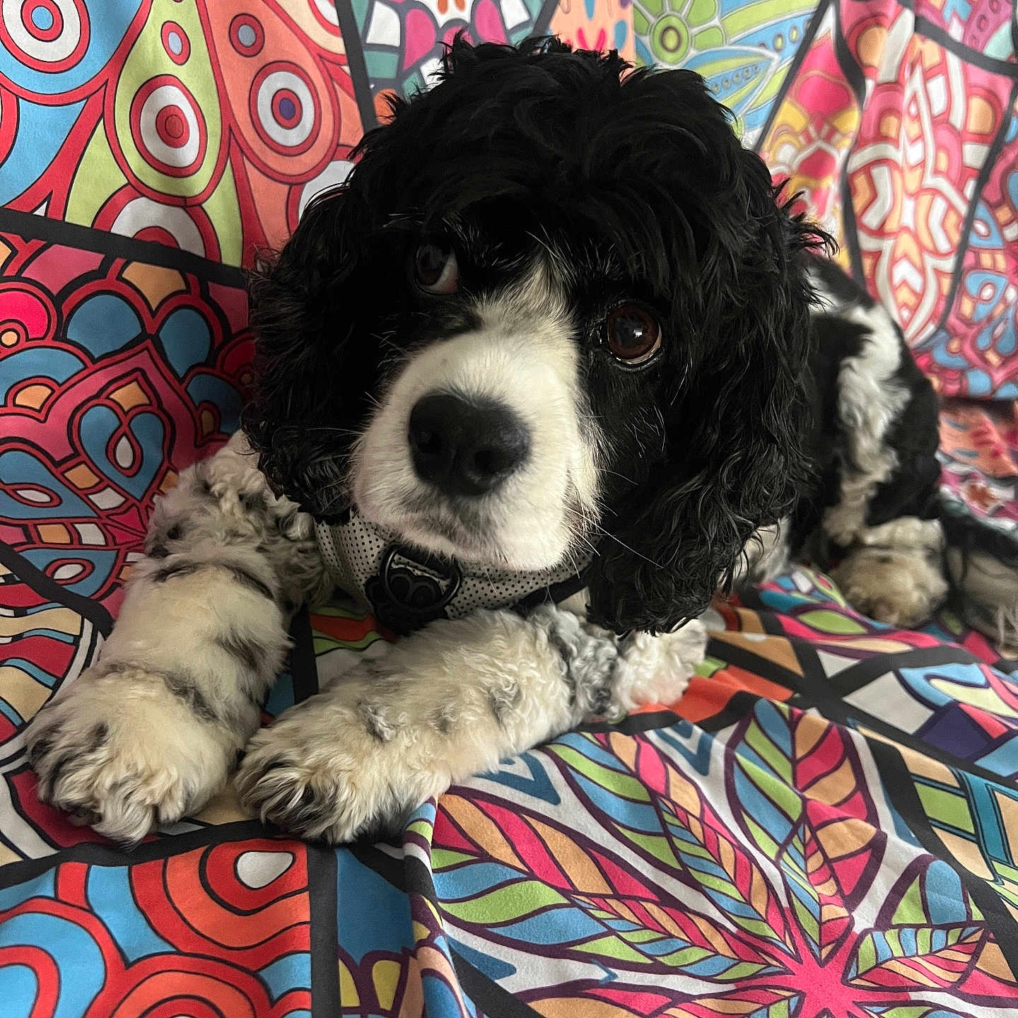 Cora Rose joined the competition — help win amazing prizes! animal, art, canine, cockerspaniel, couch, cushion, dog, face, furniture, head, homedecor, papillon, person, pet, photography, poodle, portrait, puppy, quilt, tile