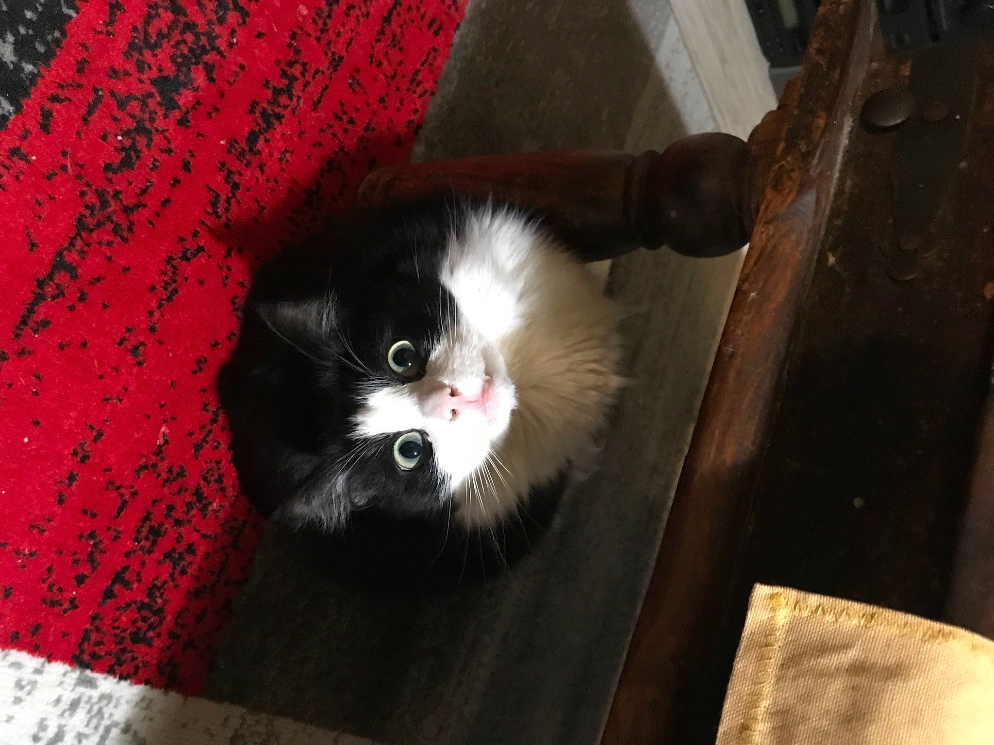 Pirouette a rejoint le concours — aidez-le/la à gagner de superbes lots ! carnivore, cat, cat_supply, domestic_short_haired_cat, felidae, fur, hardwood, paw, small_to_medium_sized_cats, snout, tail, terrestrial_animal, tints_and_shades, whiskers, window, wood