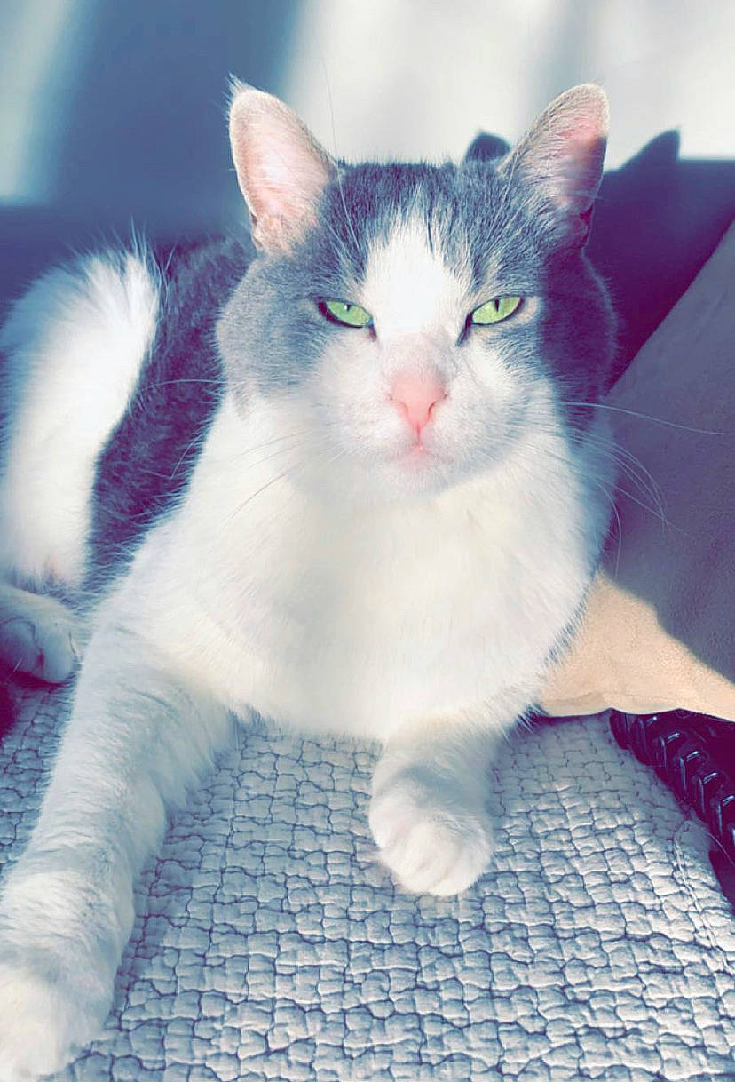 Maggy participe au concours pour gagner de l'argent avec cette photo : art, carnivore, cat, claw, domestic_short_haired_cat, electric_blue, felidae, flooring, foot, fur, paw, small_to_medium_sized_cats, snout, tail, terrestrial_animal, whiskers