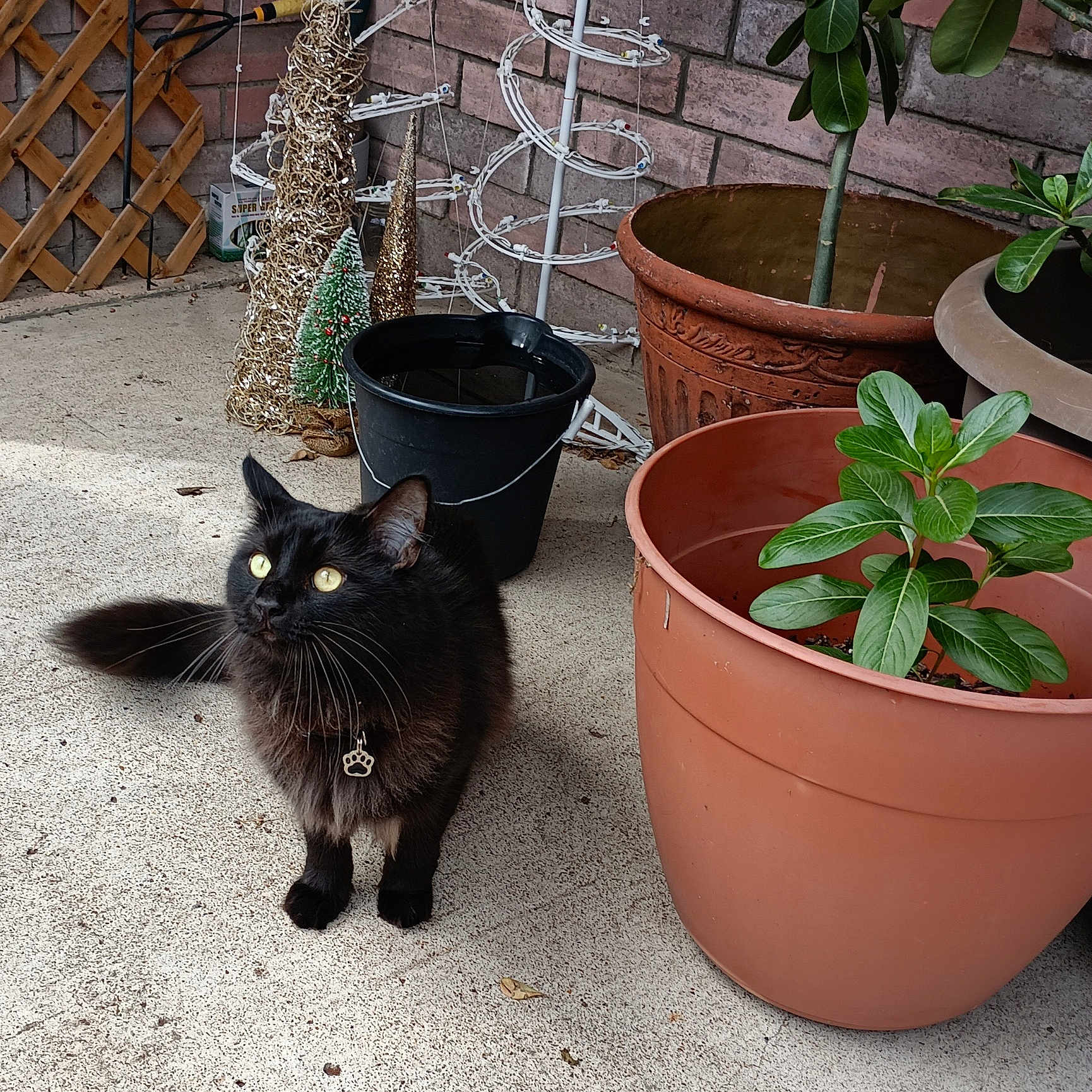 Hurchie joined the competition — help win amazing prizes! animal, black_cat, black_pot, brick_wall, cat, collar_tag, concrete_floor, curious, domestic_cat, feline, fluffy, gold_decorations, green_leaves, holiday_decorations, outdoor, pet, plant_pots, small_tree, terracotta_pot, whiskers