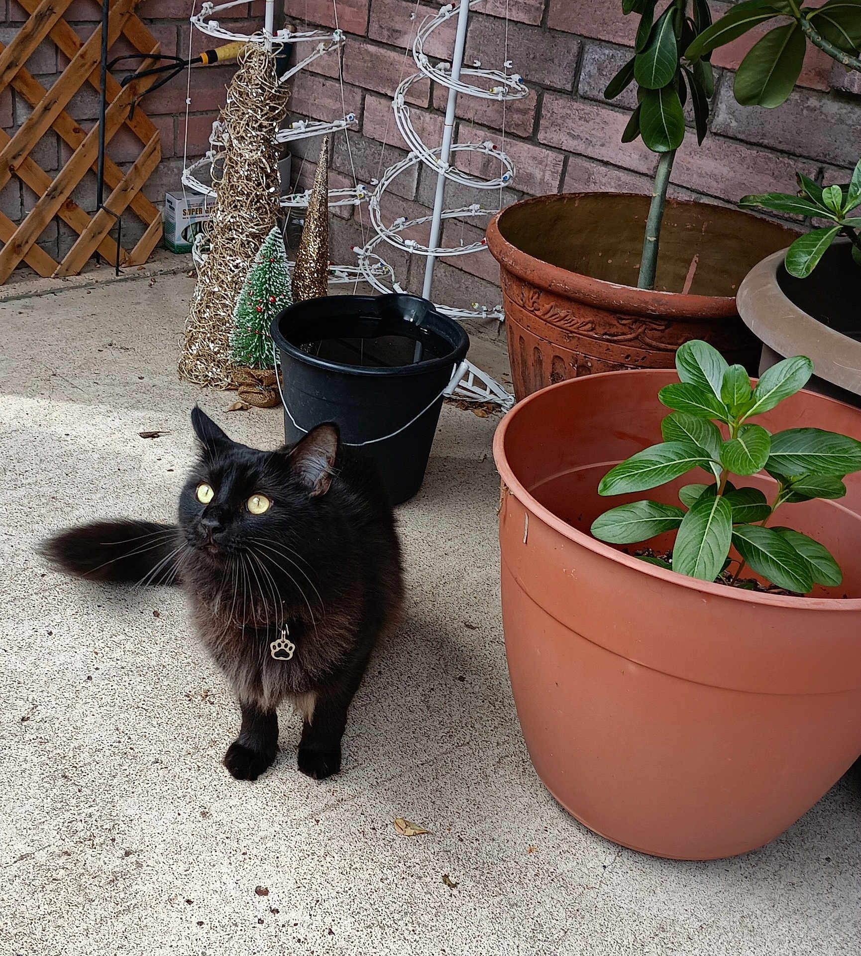 Hurchie joined the competition — help win amazing prizes! black_cat, cat, pet, plant_pots, green_leaves, concrete_floor, holiday_decorations, gold_decorations, small_tree, black_pot, terracotta_pot, brick_wall, outdoor, animal, feline, whiskers, collar_tag, curious, fluffy, domestic_cat