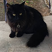 Hurchie joined the competition — help win amazing prizes! black_cat, cat, animal, pet, fluffy, yellow_eyes, collar, paw_tag, outdoor, concrete, sitting, fur, whiskers, tail, nature, ground, calm, cute, domestic_cat, feline