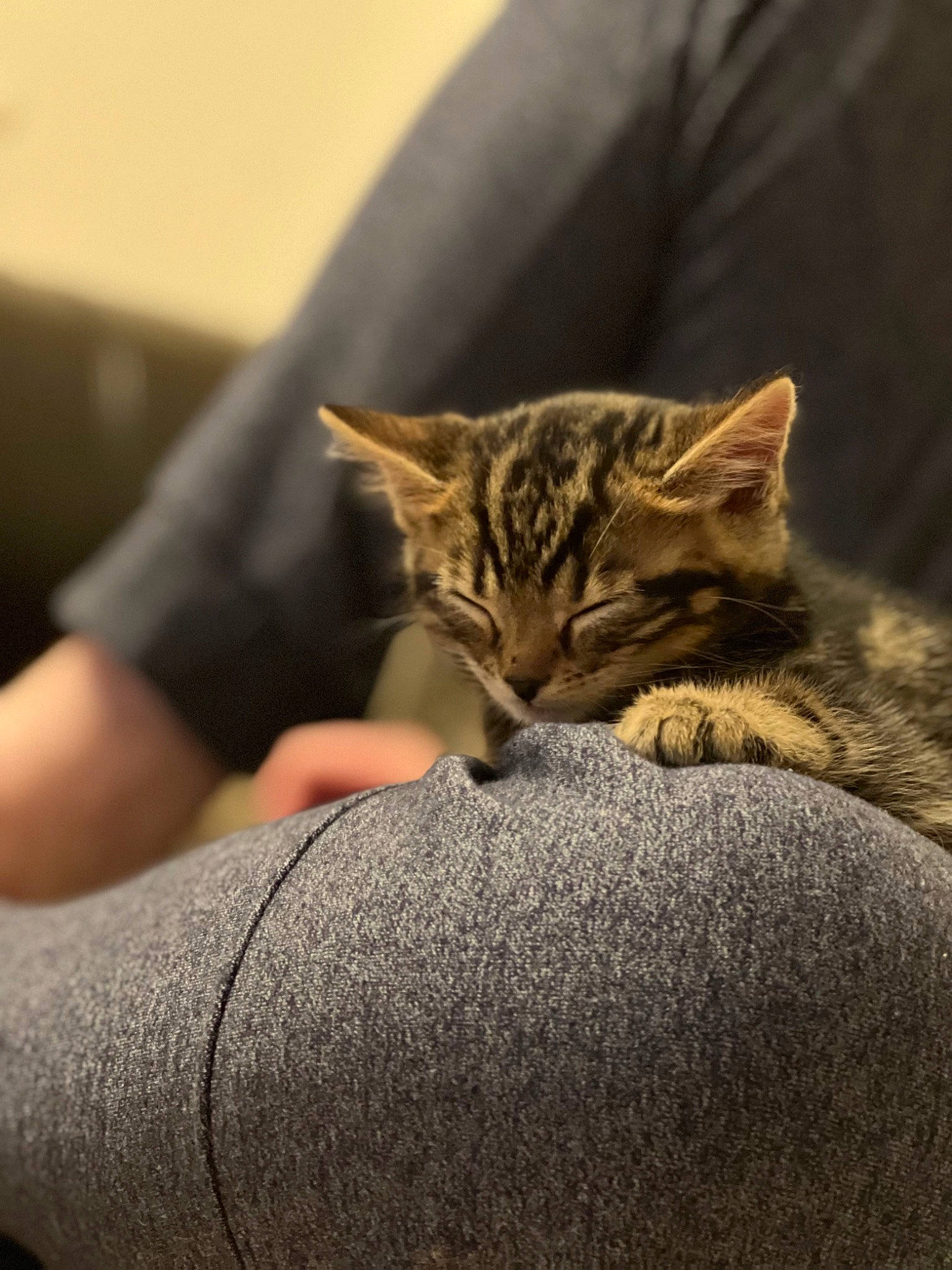 John is registered to the contest to win money with this photo: carnivore, cat, comfort, domestic_short_haired_cat, facial_expression, fawn, felidae, fur, grass, grey, human_body, human_leg, sitting, small_to_medium_sized_cats, snout, tail, terrestrial_animal, whiskers, wildlife, wood