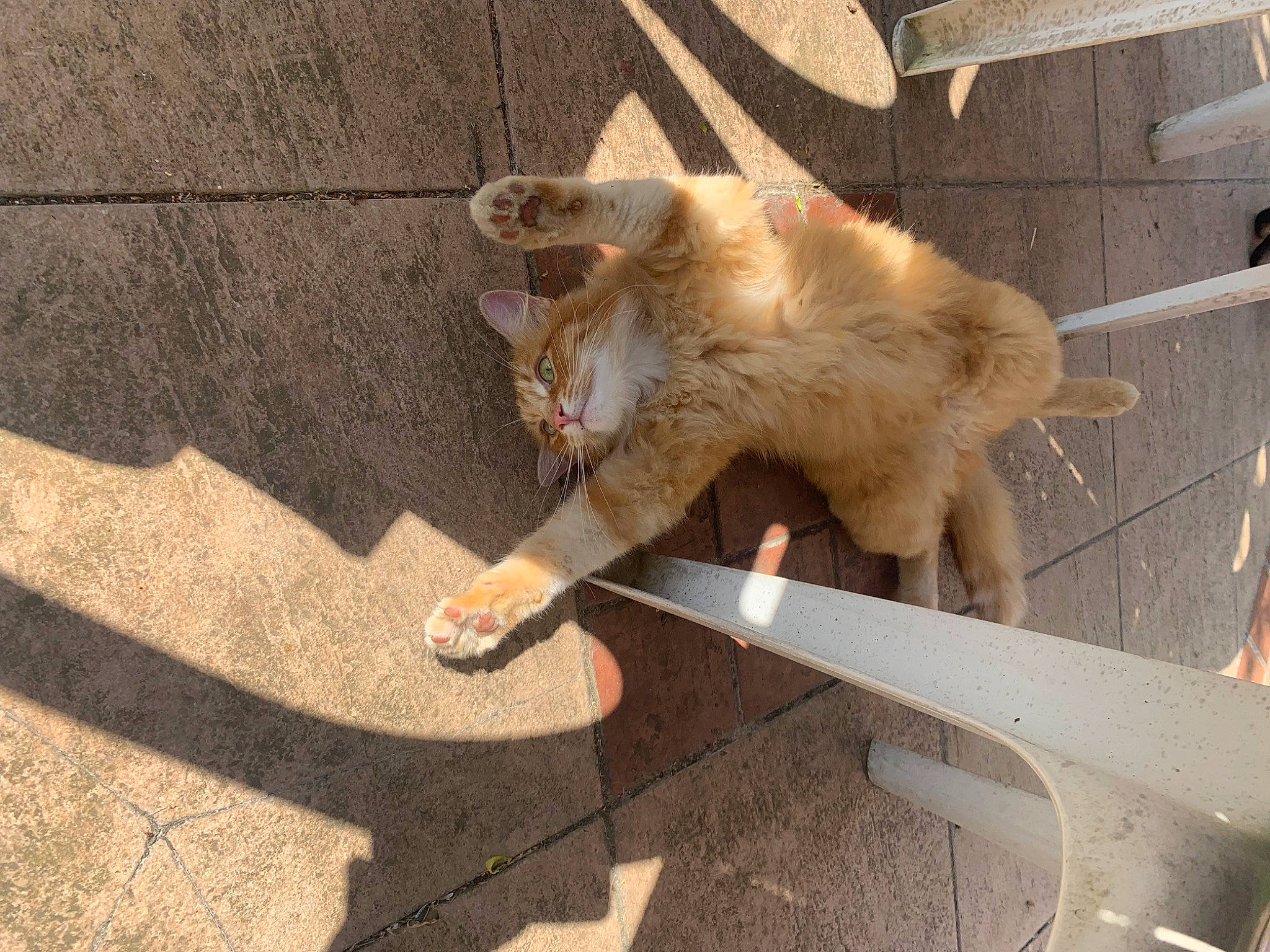 Titus participe au concours pour gagner de l'argent avec cette photo : animal_shelter, big_cats, canidae, carnivore, cat, claw, companion_dog, dog_breed, domestic_short_haired_cat, fawn, felidae, flooring, fur, paw, road_surface, small_to_medium_sized_cats, sporting_group, tail, terrestrial_animal, whiskers