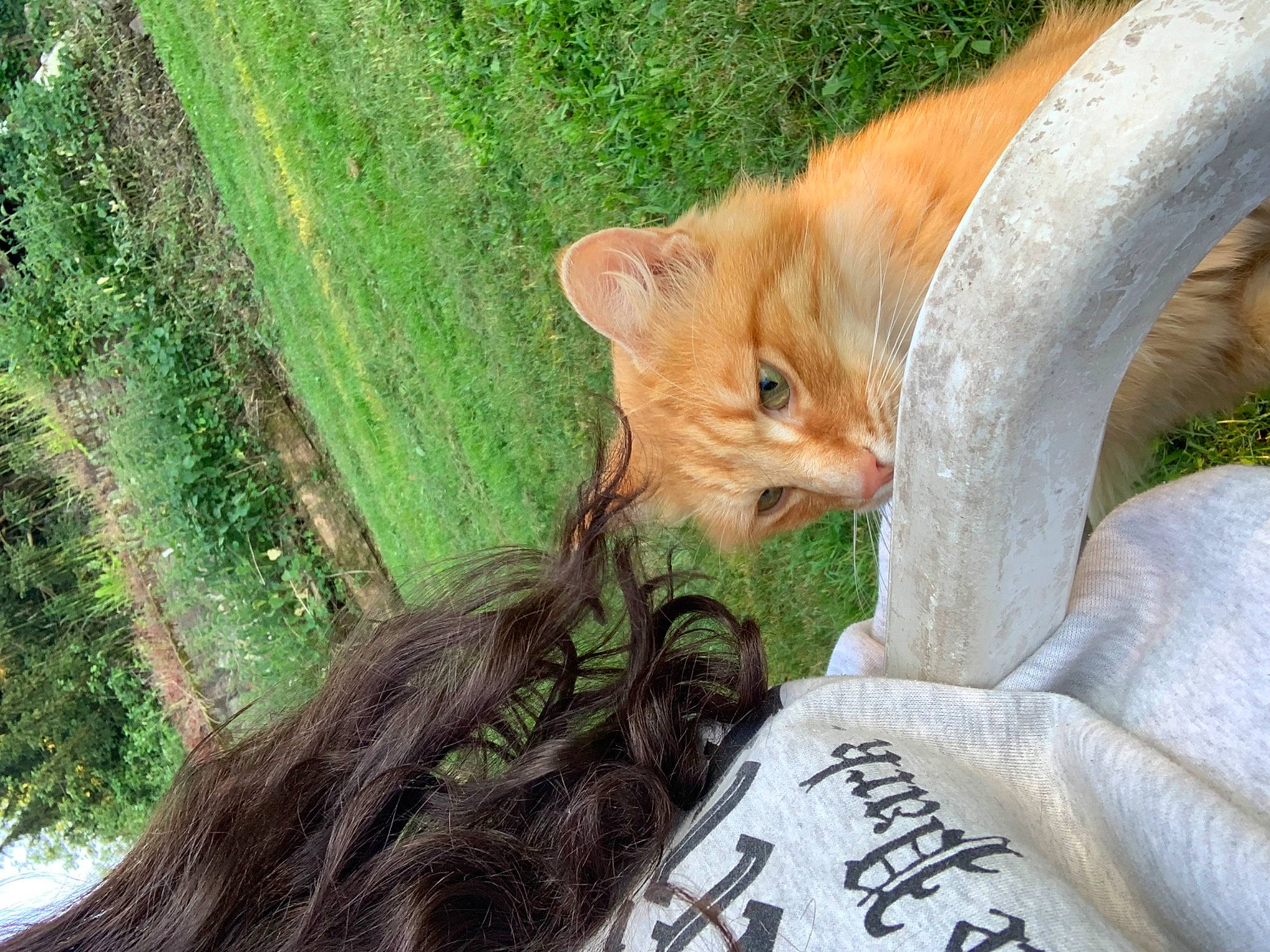 Titus a rejoint le concours — aidez-le/la à gagner de superbes lots ! carnivore, cat, ear, eye, fawn, felidae, gesture, grass, grass_family, head, human_body, leg, organism, plant, small_to_medium_sized_cats, snout, tail, tree, trunk, whiskers