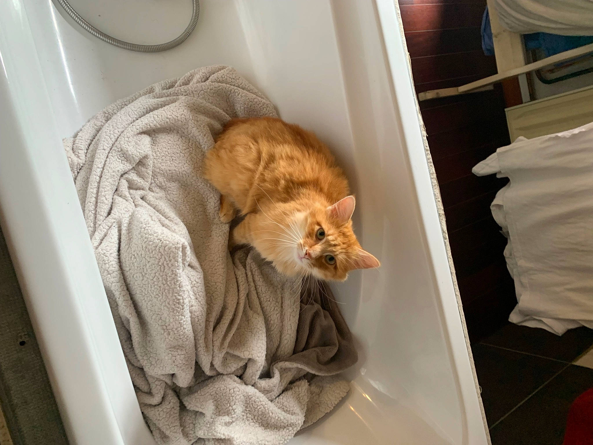 Titus participe au concours pour gagner de l'argent avec cette photo : canidae, carnivore, cat, comfort, companion_dog, domestic_short_haired_cat, fawn, felidae, fur, linens, room, small_to_medium_sized_cats, sporting_group, tail, whiskers, wood