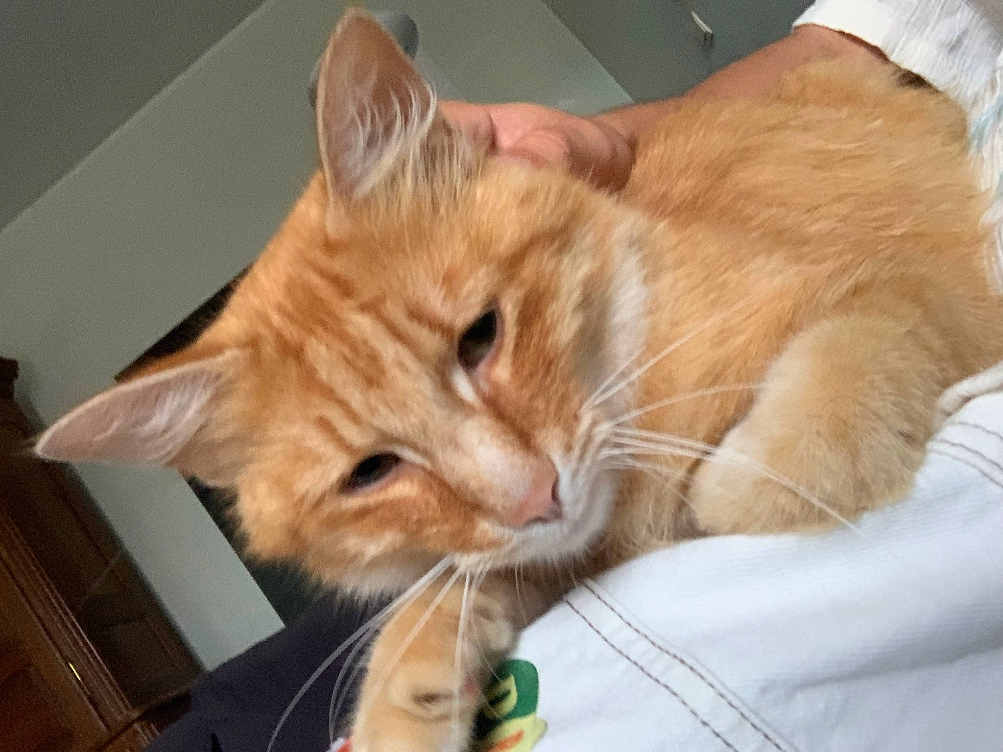 Titus a rejoint le concours — aidez-le/la à gagner de superbes lots ! carnivore, cat, claw, comfort, domestic_short_haired_cat, ear, fawn, felidae, fur, lap, paw, plant, sitting, small_to_medium_sized_cats, snout, tail, whiskers, window, wood