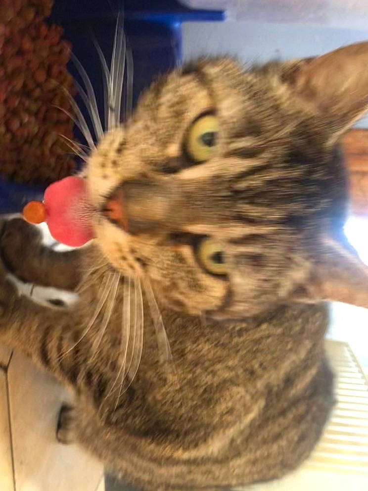 Billy participe au concours pour gagner de l'argent avec cette photo : carnivore, cat, claw, domestic_short_haired_cat, door, ear, felidae, fur, mammal, paw, small_to_medium_sized_cats, snout, terrestrial_animal, whiskers, wildlife