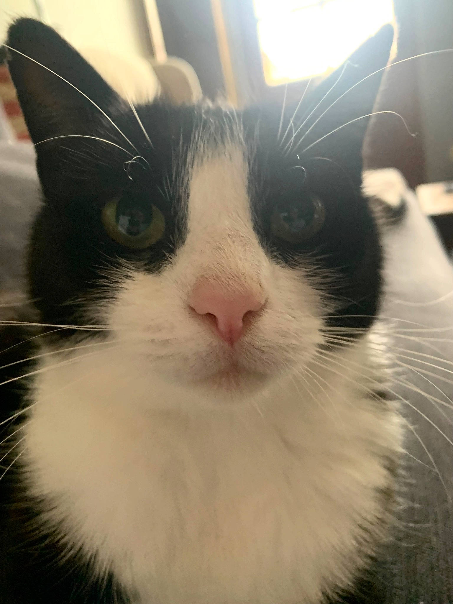 Dobby participe au concours pour gagner de l'argent avec cette photo : carnivore, cat, comfort, domestic_short_haired_cat, eye, felidae, fur, head, iris, mammal, sky, small_to_medium_sized_cats, snout, terrestrial_animal, whiskers