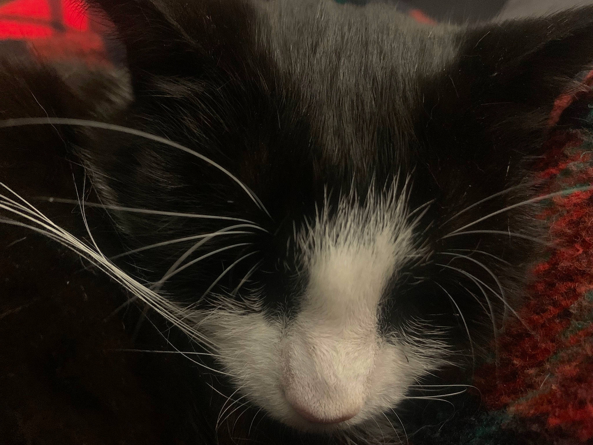 Dobby a rejoint le concours — aidez-le/la à gagner de superbes lots ! carnivore, cat, claw, comfort, domestic_short_haired_cat, eye, felidae, fur, paw, plant, small_to_medium_sized_cats, snout, tail, terrestrial_animal, whiskers