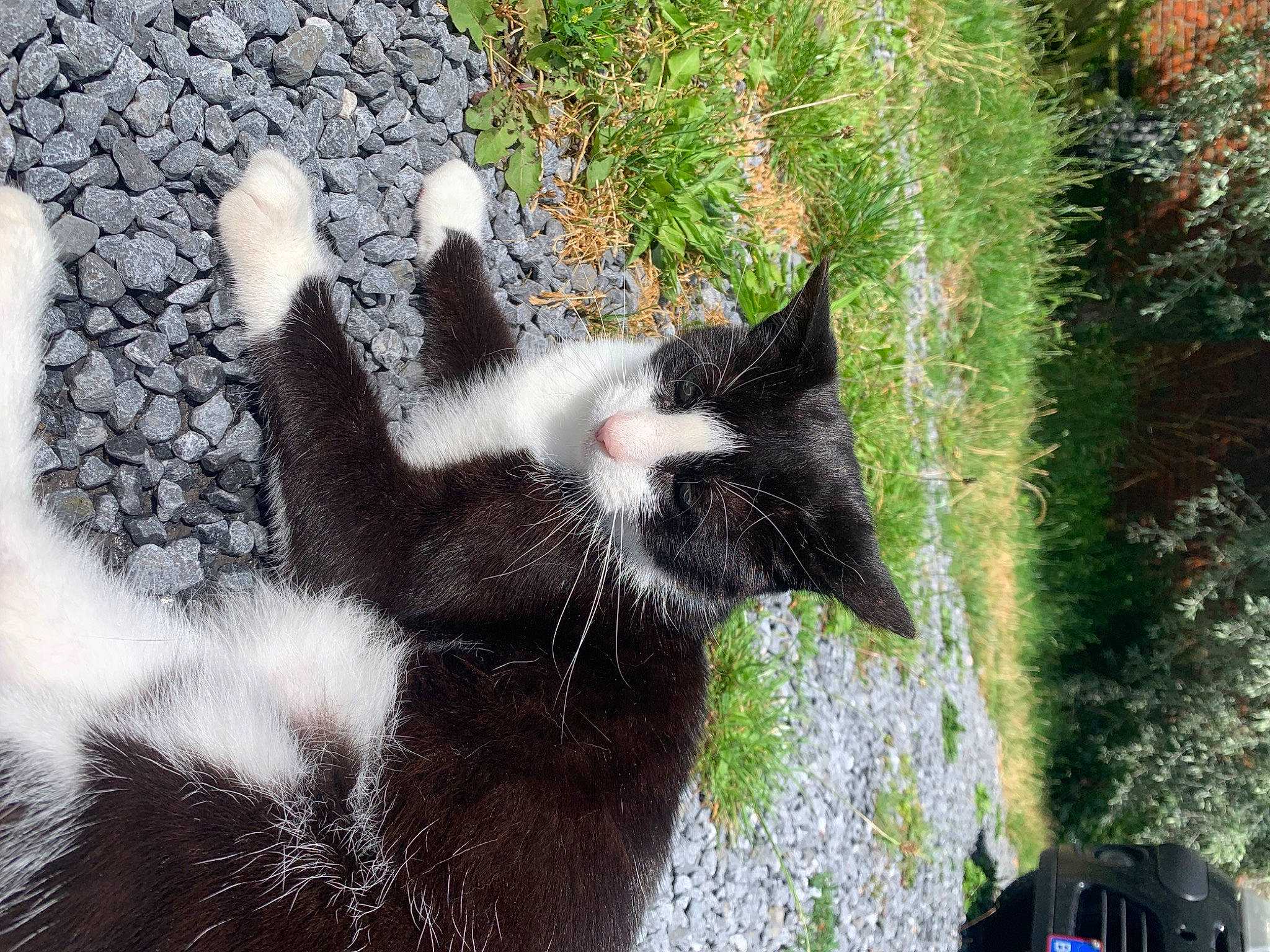 Dobby a rejoint le concours — aidez-le/la à gagner de superbes lots ! canidae, carnivore, cat, dog_breed, domestic_short_haired_cat, felidae, fur, grass, plant, shadow, small_to_medium_sized_cats, snout, tail, terrestrial_animal, tree, whiskers, window