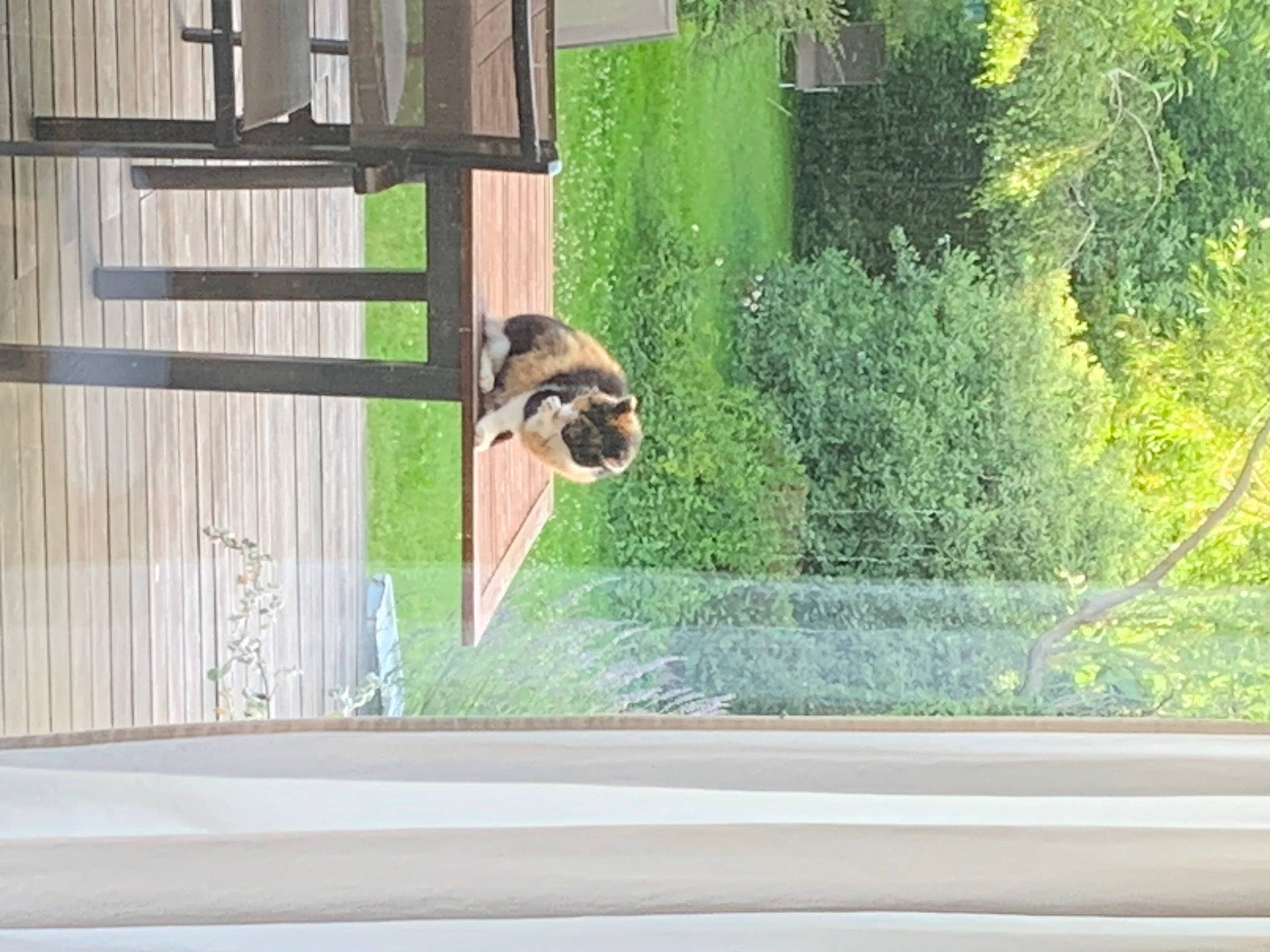 Dobby a rejoint le concours — aidez-le/la à gagner de superbes lots ! carnivore, dog, dog_breed, door, fawn, glass, grass, house, pet_supply, plant, shade, tail, terrestrial_animal, tints_and_shades, tree, vehicle_door, wildlife, window, windshield, wood