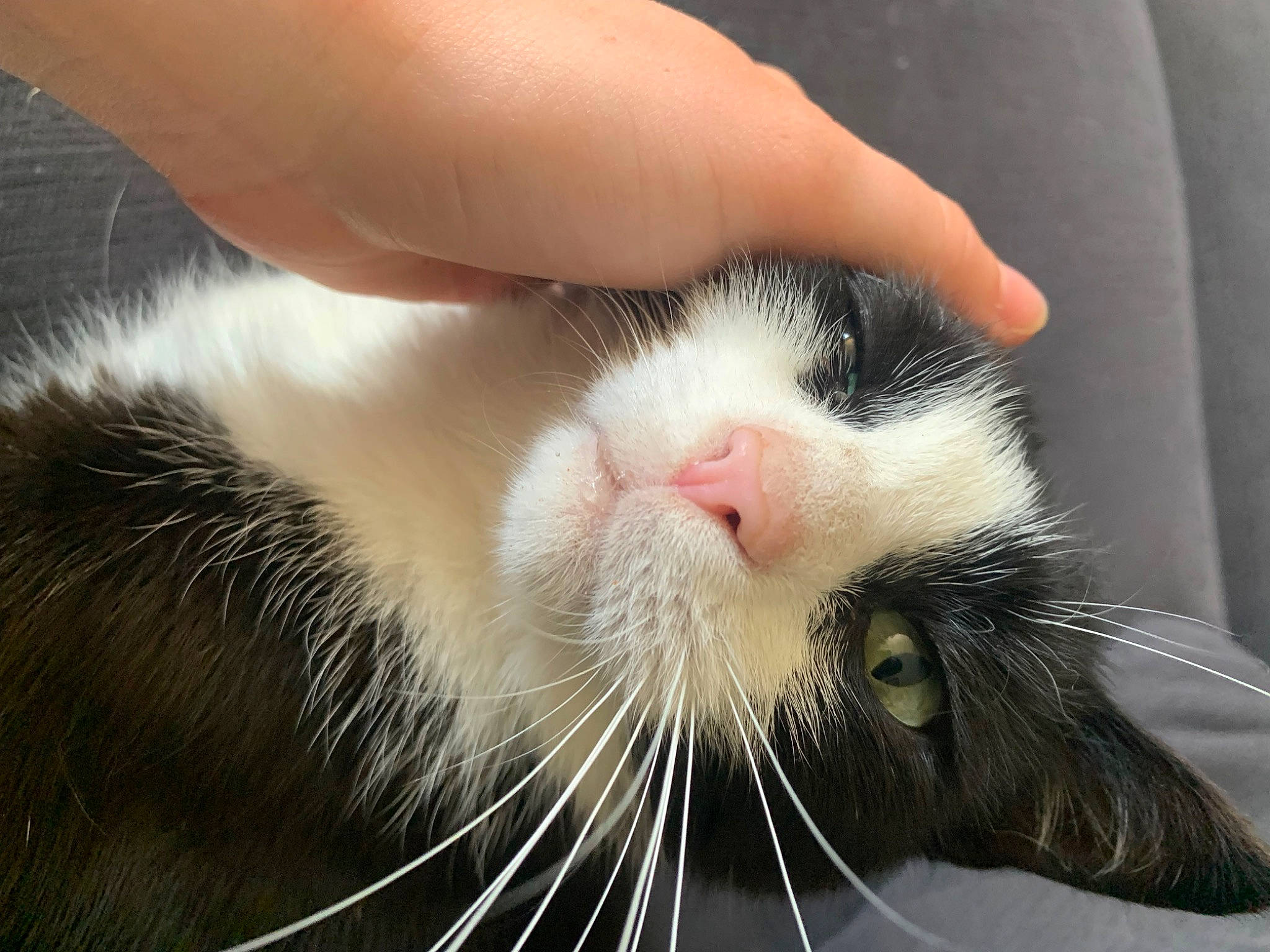 Dobby a rejoint le concours — aidez-le/la à gagner de superbes lots ! carnivore, cat, claw, close_up, comfort, domestic_short_haired_cat, felidae, foot, fur, paw, small_to_medium_sized_cats, snout, tail, whiskers