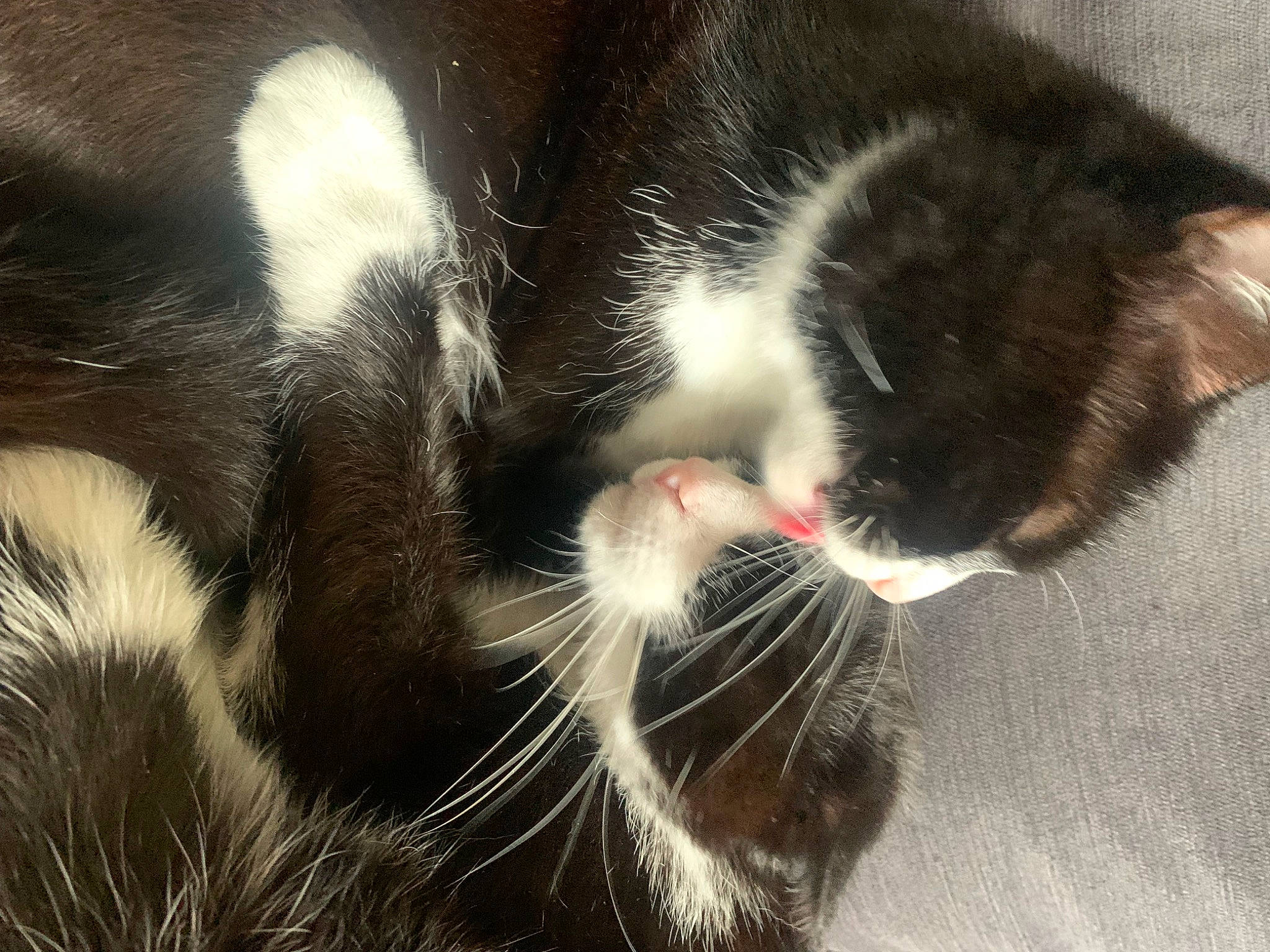 Cahuète participe au concours pour gagner de l'argent avec cette photo : carnivore, cat, claw, comfort, domestic_short_haired_cat, felidae, foot, fur, nose, paw, small_to_medium_sized_cats, snout, tail, whiskers, window