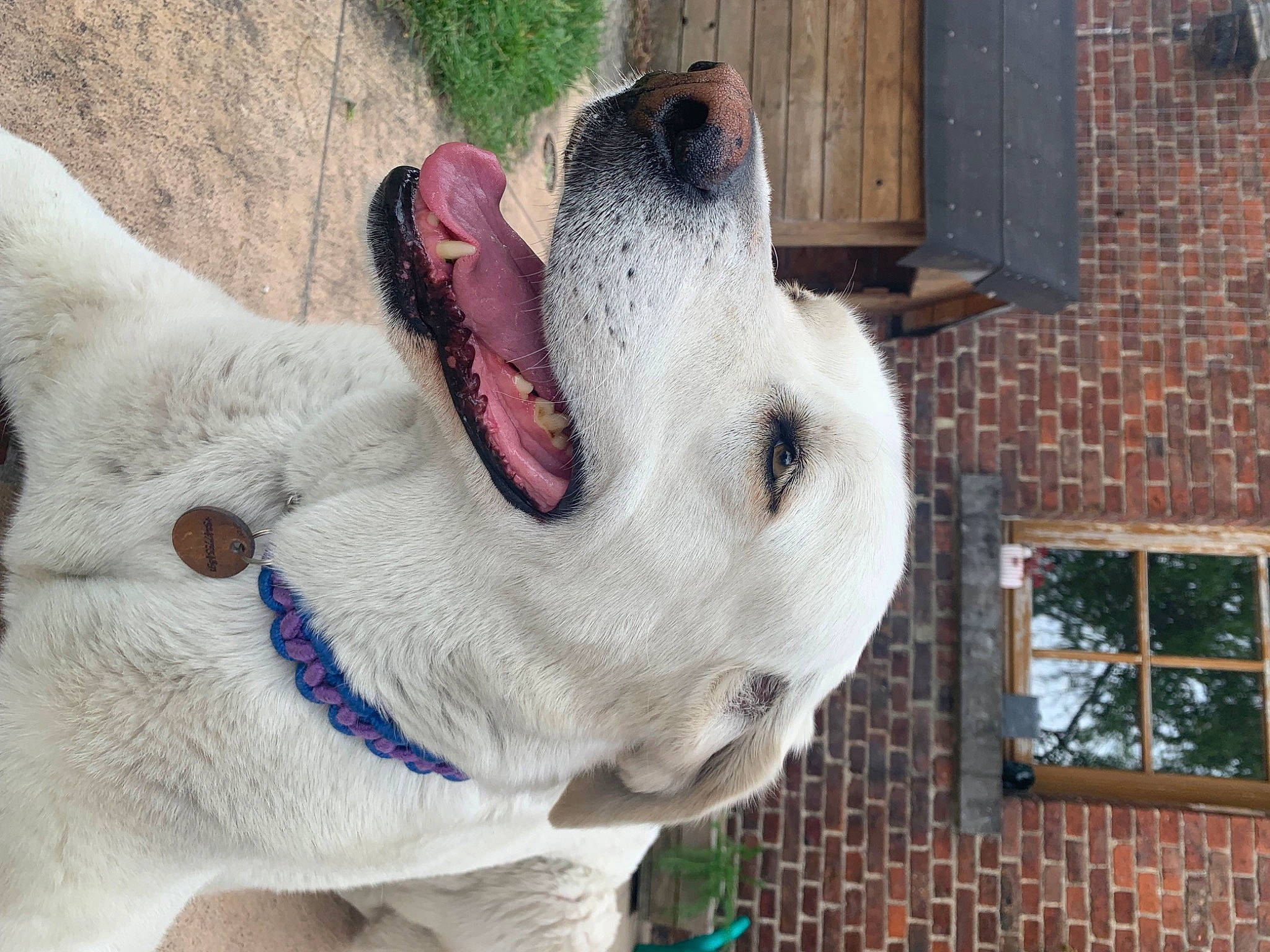 Lilas a rejoint le concours — aidez-le/la à gagner de superbes lots ! brick, brickwork, canidae, carnivore, collar, companion_dog, dog, dog_breed, dog_collar, fawn, fur, llama, paw, snout, sporting_group, stuffed_toy, tail, whiskers, window, working_animal