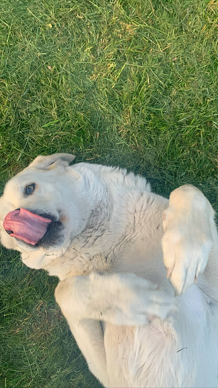 Lilas a rejoint le concours — aidez-le/la à gagner de superbes lots ! art, big_cats, canidae, carnivore, companion_dog, dog_breed, fang, fawn, felidae, grass, jaw, lawn_ornament, lion, plant, sculpture, snout, sporting_group, terrestrial_animal, whiskers, wildlife