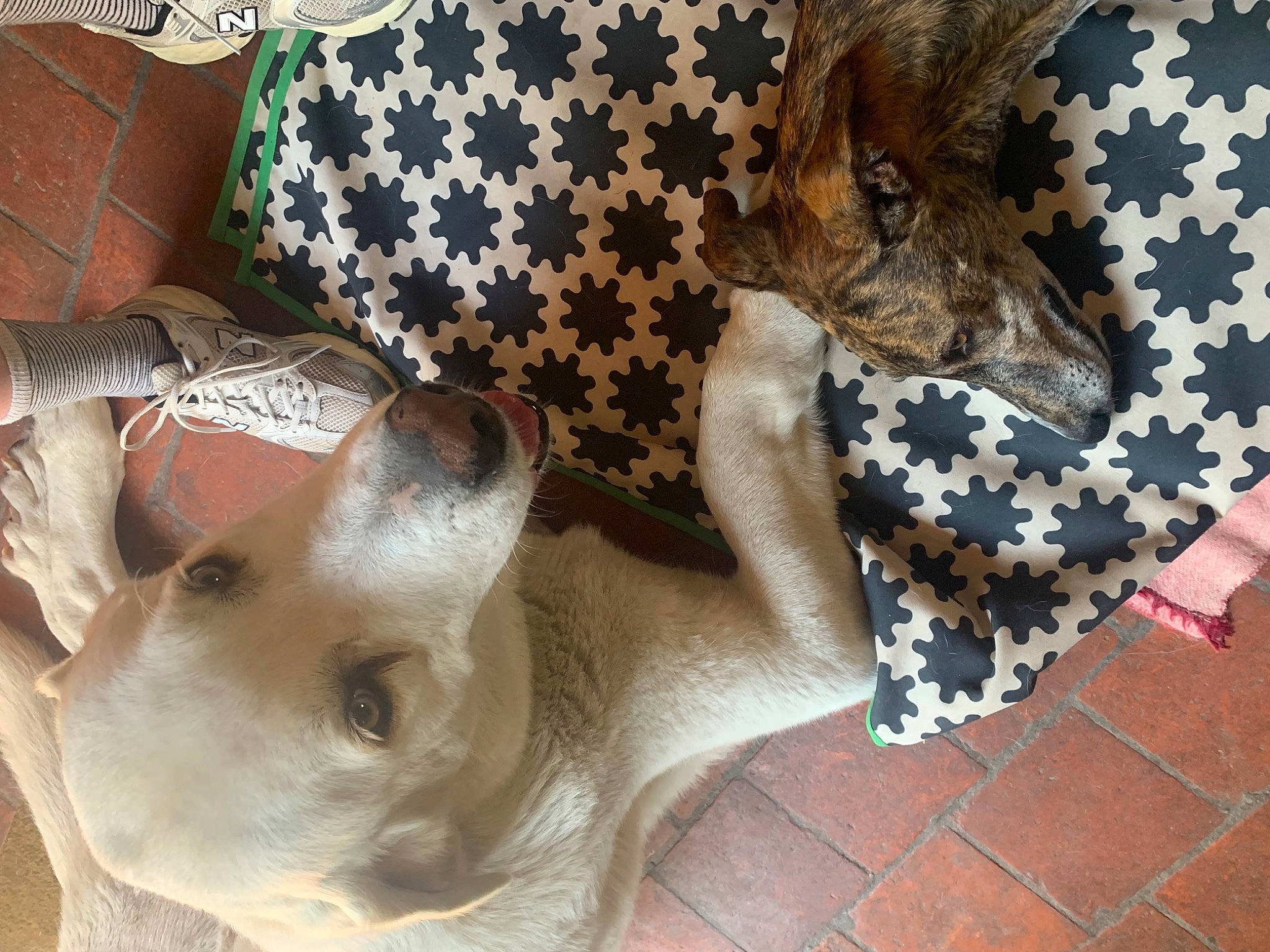 Lilas participe au concours pour gagner de l'argent avec cette photo : art, canidae, carnivore, companion_dog, couch, dog, dog_breed, dog_supply, fashion_accessory, fawn, felidae, flag_of_the_united_states, fur, linens, pattern, sporting_group, sunglasses, toy_dog, whiskers, working_animal