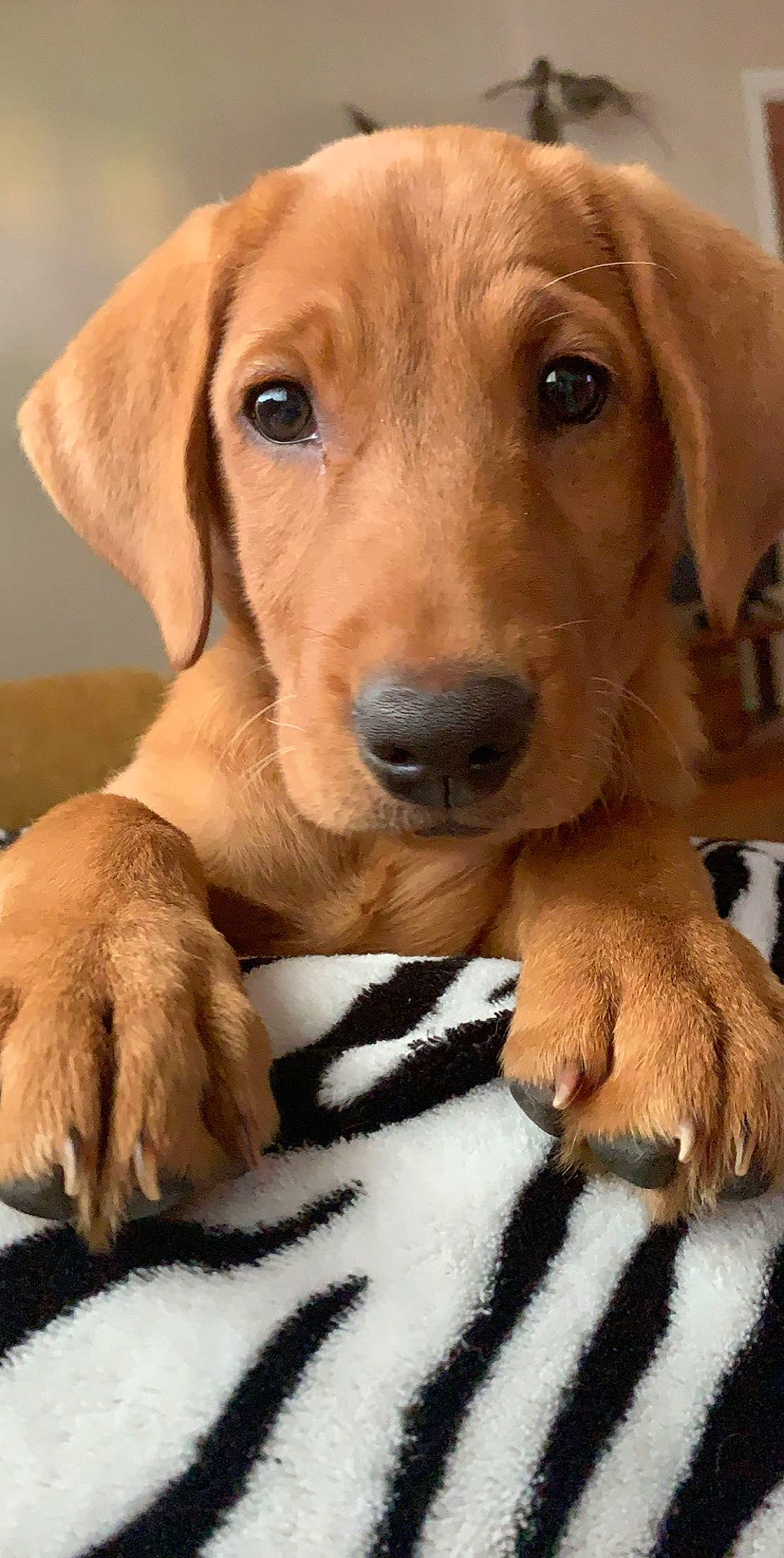 Roux joined the competition — help win amazing prizes! ancient_dog_breeds, beagador, broholmer, canidae, carnivore, companion_dog, dog, dog_breed, fawn, golden_retriever, labrador_retriever, mammal, nose, puppy, retriever, rhodesian_ridgeback, snout, sporting_group, vertebrate, whiskers