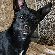 Marley joined the competition — help win amazing prizes! alert, animal, black_dog, blanket, canine, closeup, companion, couch, cute, dog, domestic_animal, ears, fur, indoor, looking, pet, pillow, portrait, seated, small_dog