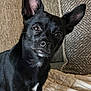 alert, animal, black_dog, blanket, canine, closeup, companion, couch, cute, dog, domestic_animal, ears, fur, indoor, looking, pet, pillow, portrait, seated, small_dog