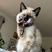 Milo a rejoint le concours — aidez-le/la à gagner de superbes lots ! cat, kitten, siamese, blue_eyes, paw, tongue, collar, bell, indoor, home, furniture, plant, curtain, whiskers, fur, pet, cute, animal, sitting, closeup