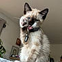 cat, kitten, siamese, blue_eyes, paw, tongue, collar, bell, indoor, home, furniture, plant, curtain, whiskers, fur, pet, cute, animal, sitting, closeup