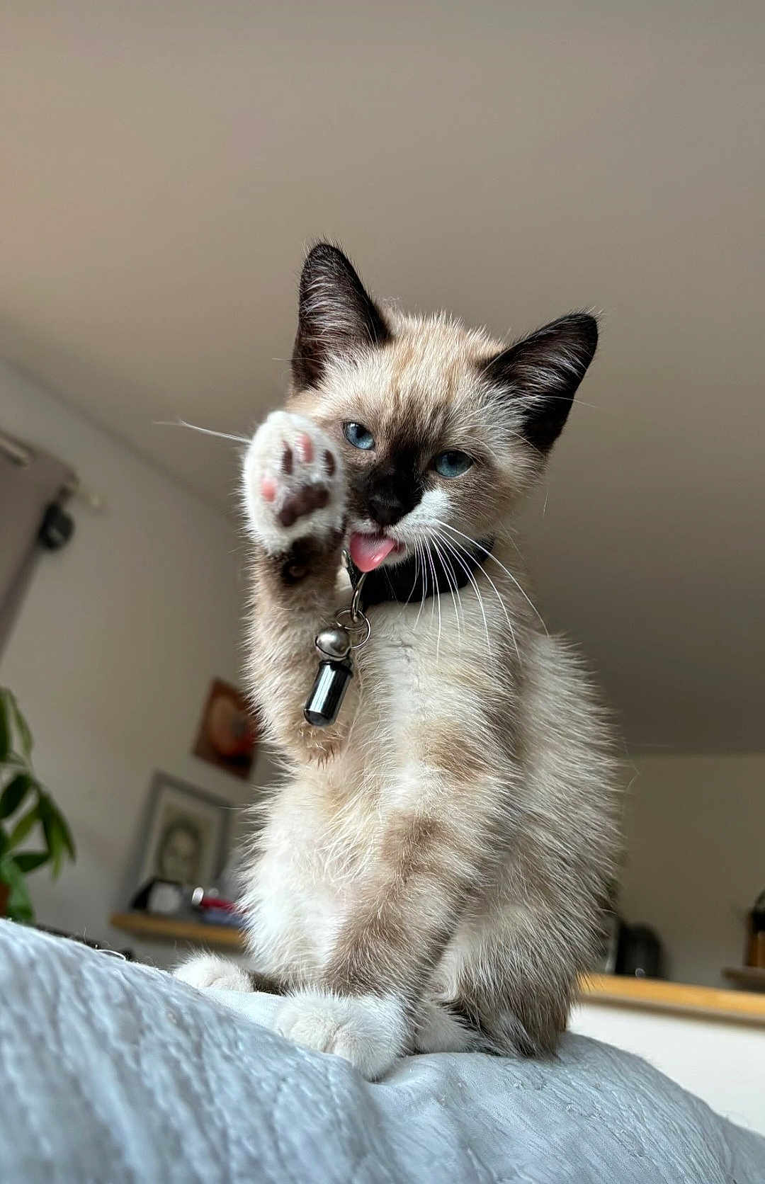 Milo