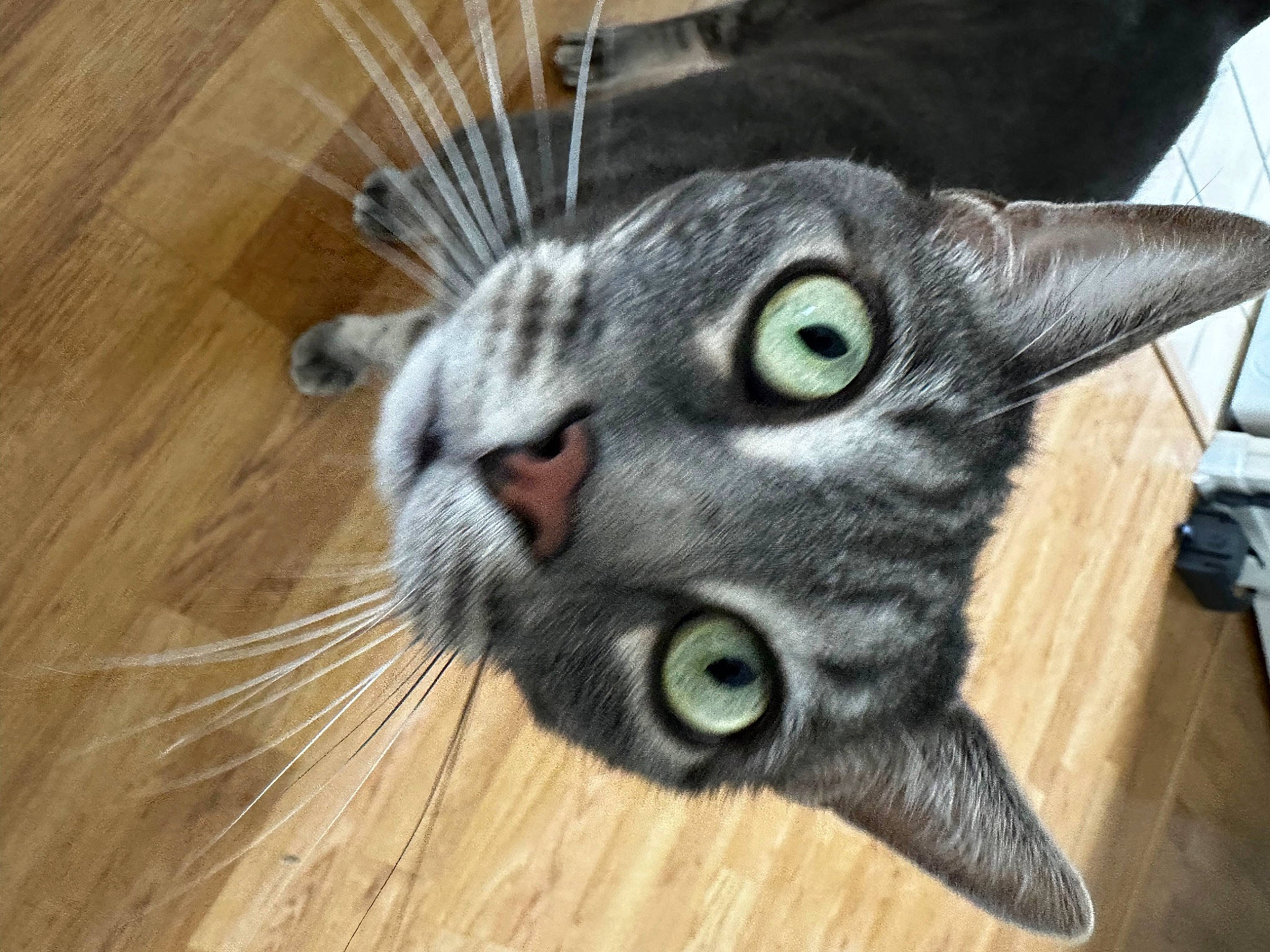 Gandjah participe au concours pour gagner de l'argent avec cette photo : carnivore, cat, claw, domestic_short_haired_cat, ear, eye, felidae, flooring, fur, hardwood, head, paw, plank, small_to_medium_sized_cats, tail, varnish, whiskers, wildlife, wood, wood_stain