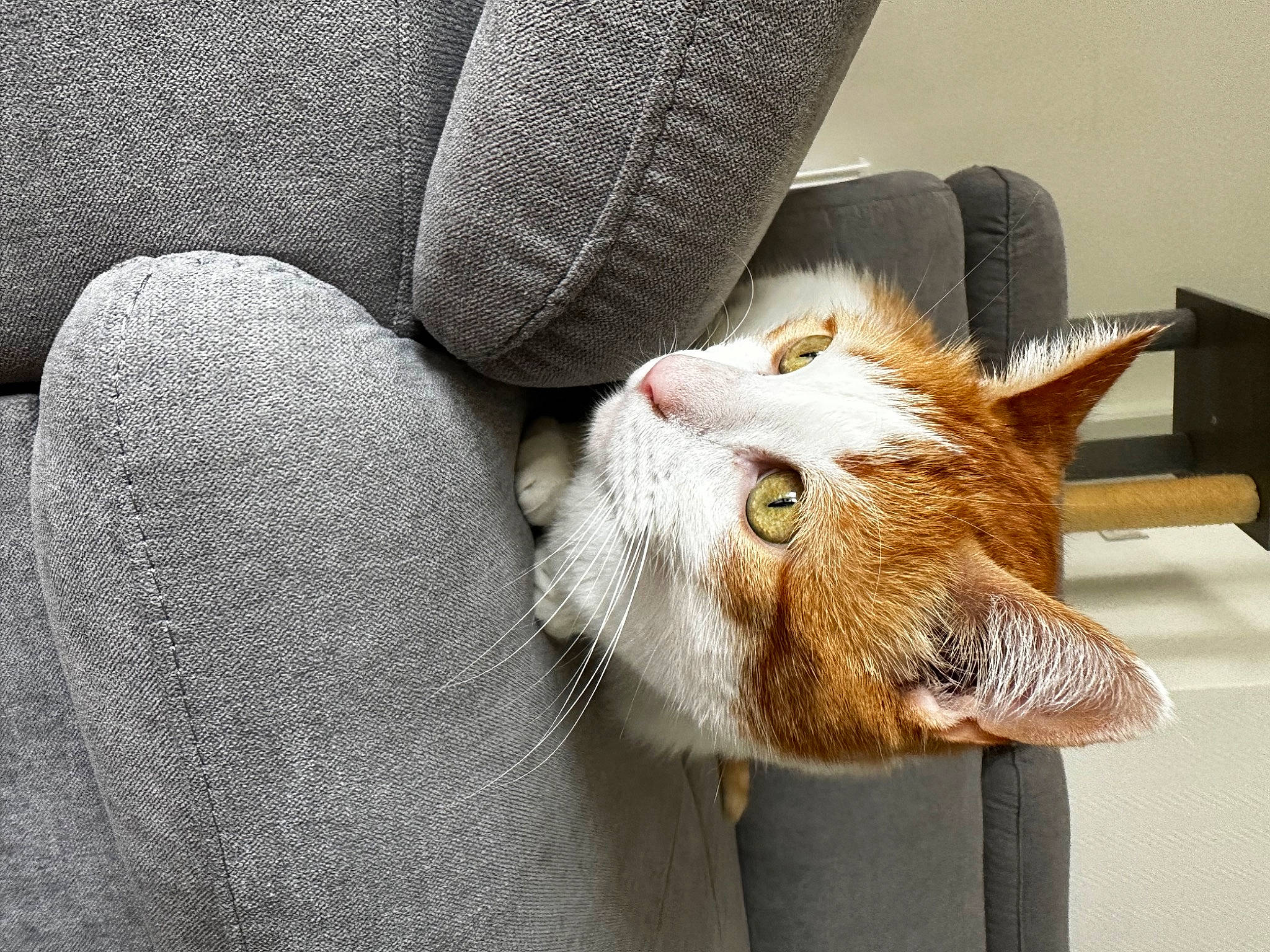 Diesel a rejoint le concours — aidez-le/la à gagner de superbes lots ! automotive_tire, car_seat, carnivore, cat, claw, comfort, domestic_short_haired_cat, fawn, felidae, fur, human_leg, paw, plant, small_to_medium_sized_cats, snout, tail, thigh, vehicle_door, whiskers, window