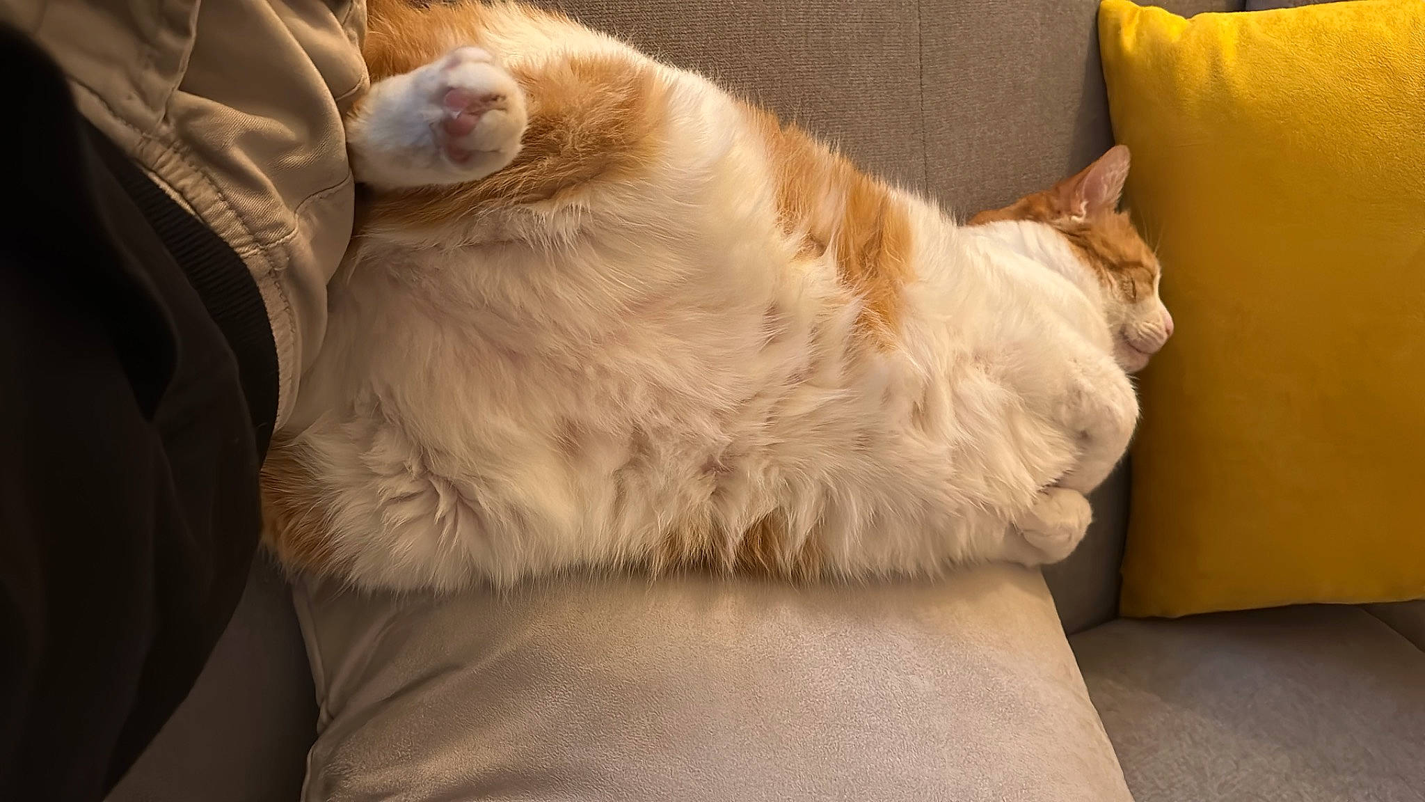 Diesel a rejoint le concours — aidez-le/la à gagner de superbes lots ! carnivore, cat, chair, claw, comfort, companion_dog, couch, domestic_short_haired_cat, eye, fawn, felidae, foot, fur, gesture, linens, paw, small_to_medium_sized_cats, snout, tail, whiskers