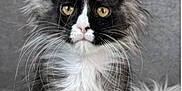 Precious Maine Coon joined the competition — help win amazing prizes! cat, kitten, fluffy, black_and_white, long_hair, whiskers, ears, golden_eyes, portrait, furry, pet, cute, animal, sitting, soft_texture, indoors, close_up, feline, adorable, fur