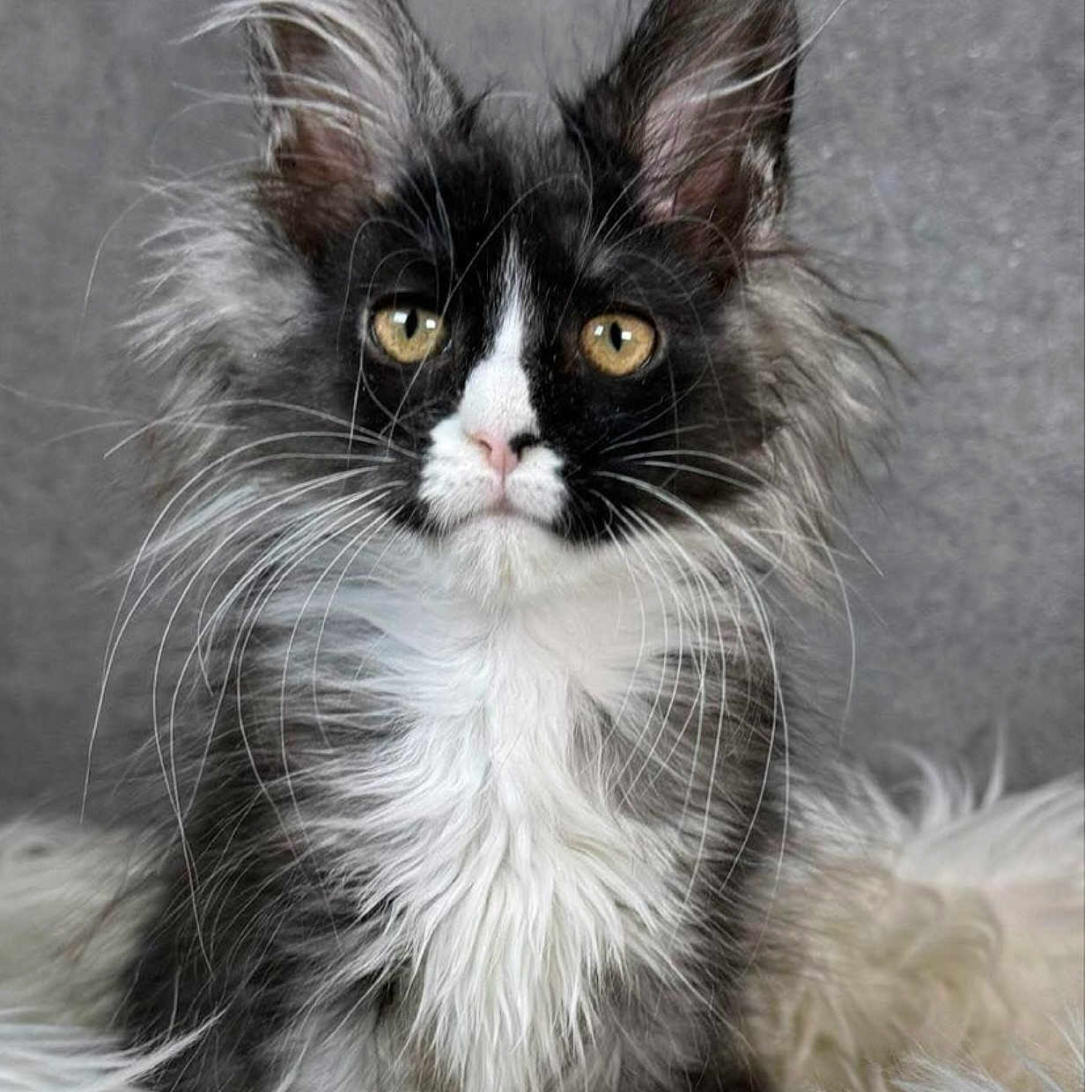 Precious Maine Coon