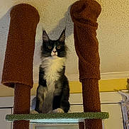 Precious Maine Coon joined the competition — help win amazing prizes! cat, feline, pet, indoor, cat_tree, carpeted_post, black_and_white, fluffy, sitting, wide_eyes, looking, window, home_interior, yellow_wall, ceiling, furniture, domestic_animal, animal, cute, alert