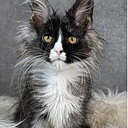 Precious is registered to the contest to win money with this photo: cat, long_hair, black_and_white, golden_eyes, whiskers, fluffy, fur, pet, animal, portrait, indoor, cute, feline, sitting, close_up, soft_background, young_cat, ears_up, alert, domestic_cat