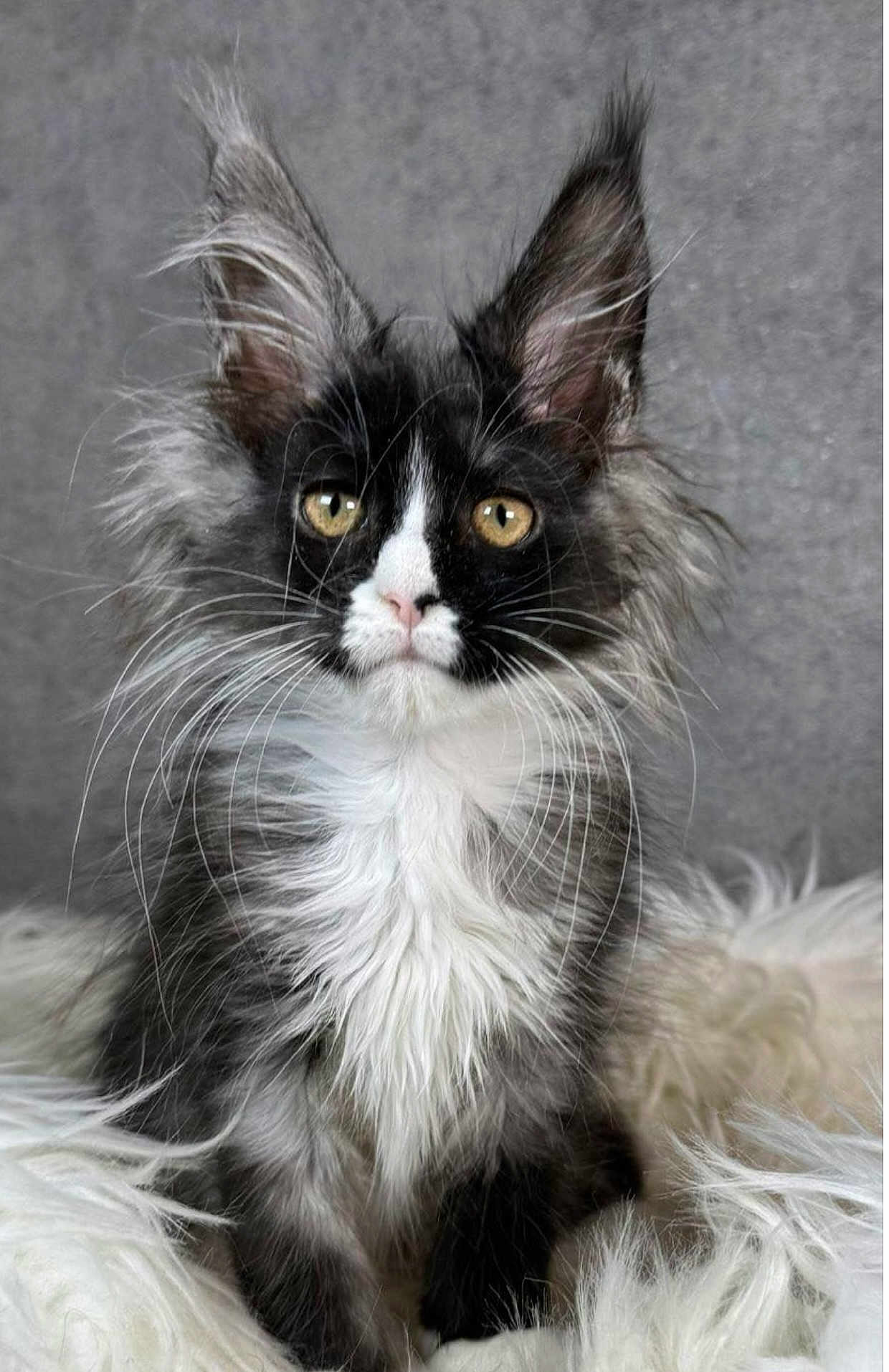 Precious is registered to the contest to win money with this photo: cat, long_hair, black_and_white, golden_eyes, whiskers, fluffy, fur, pet, animal, portrait, indoor, cute, feline, sitting, close_up, soft_background, young_cat, ears_up, alert, domestic_cat