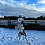 Blue joined the competition — help win amazing prizes! dog, snow, jumping, outdoor, fence, playful, winter, sky, clouds, animal, canine, collar, field, nature, active, leaping, grass, daylight, fun, pet